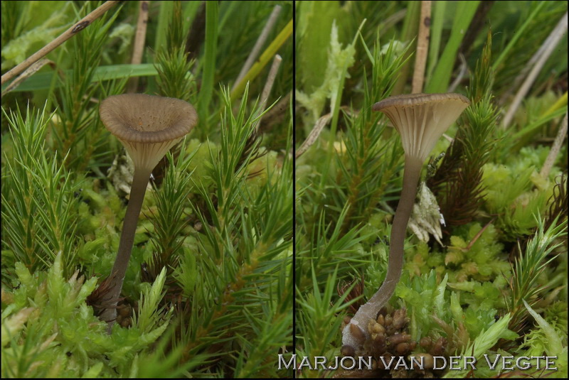 Schubbig veenmostrechtertje - Omphalina gerardiana